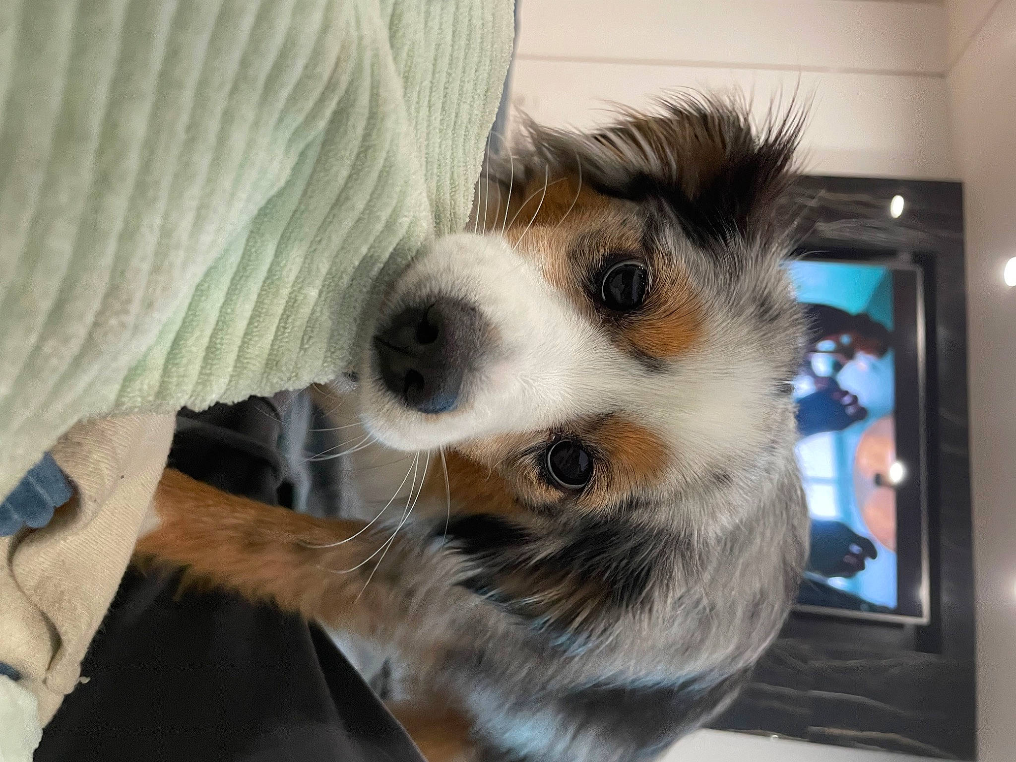 Byron joined the competition — help win amazing prizes! canidae, carnivore, claw, companion_dog, dog, dog_breed, eyewear, fawn, fur, paw, picture_frame, puppy, sporting_group, sunglasses, terrestrial_animal, toy_dog, whiskers