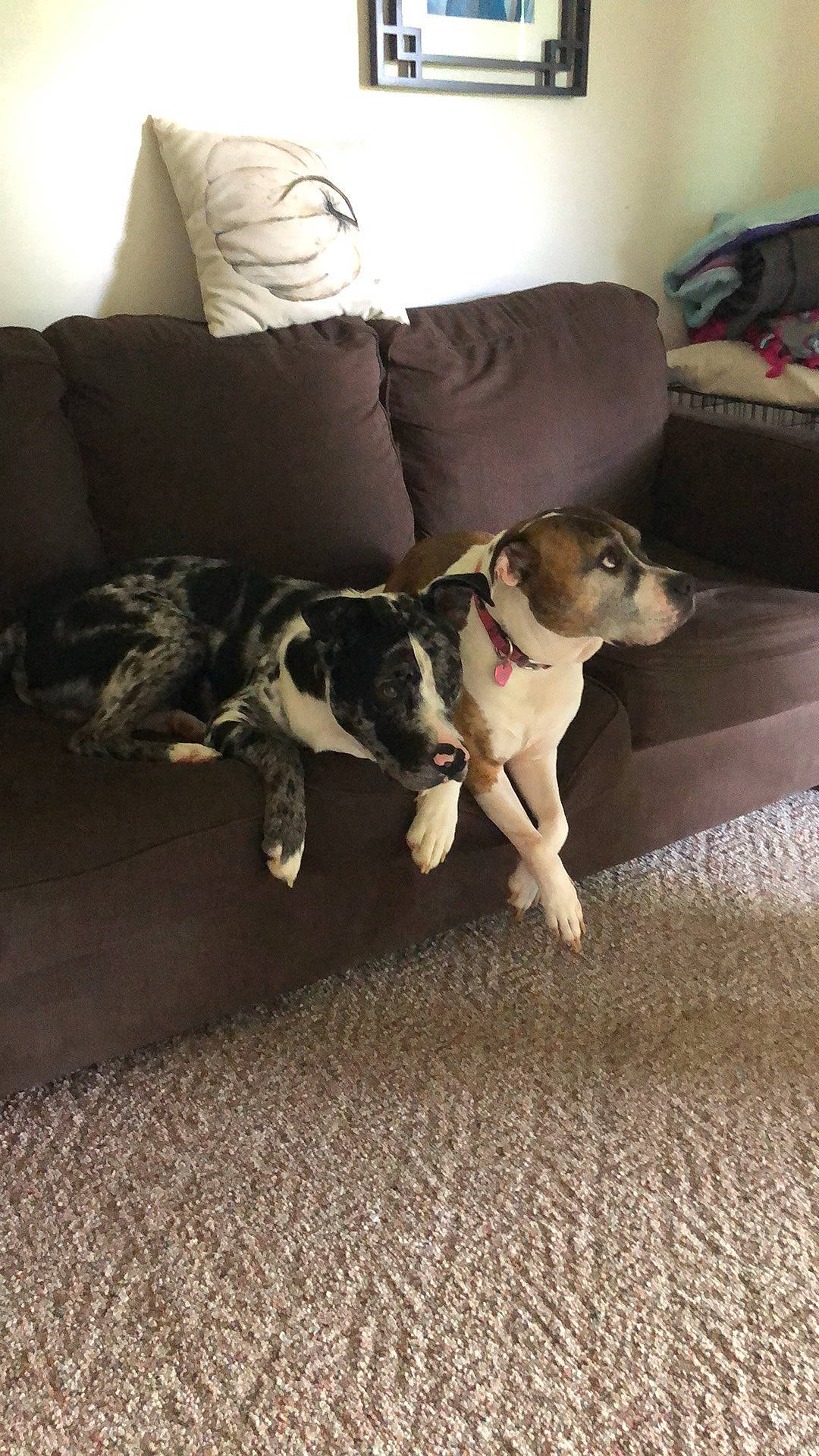 Stitch joined the competition — help win amazing prizes! canidae, carnivore, comfort, companion_dog, couch, dog, dog_breed, floor, flooring, furniture, hardwood, linens, living_room, picture_frame, pillow, room, sporting_group, tail, wood, working_animal