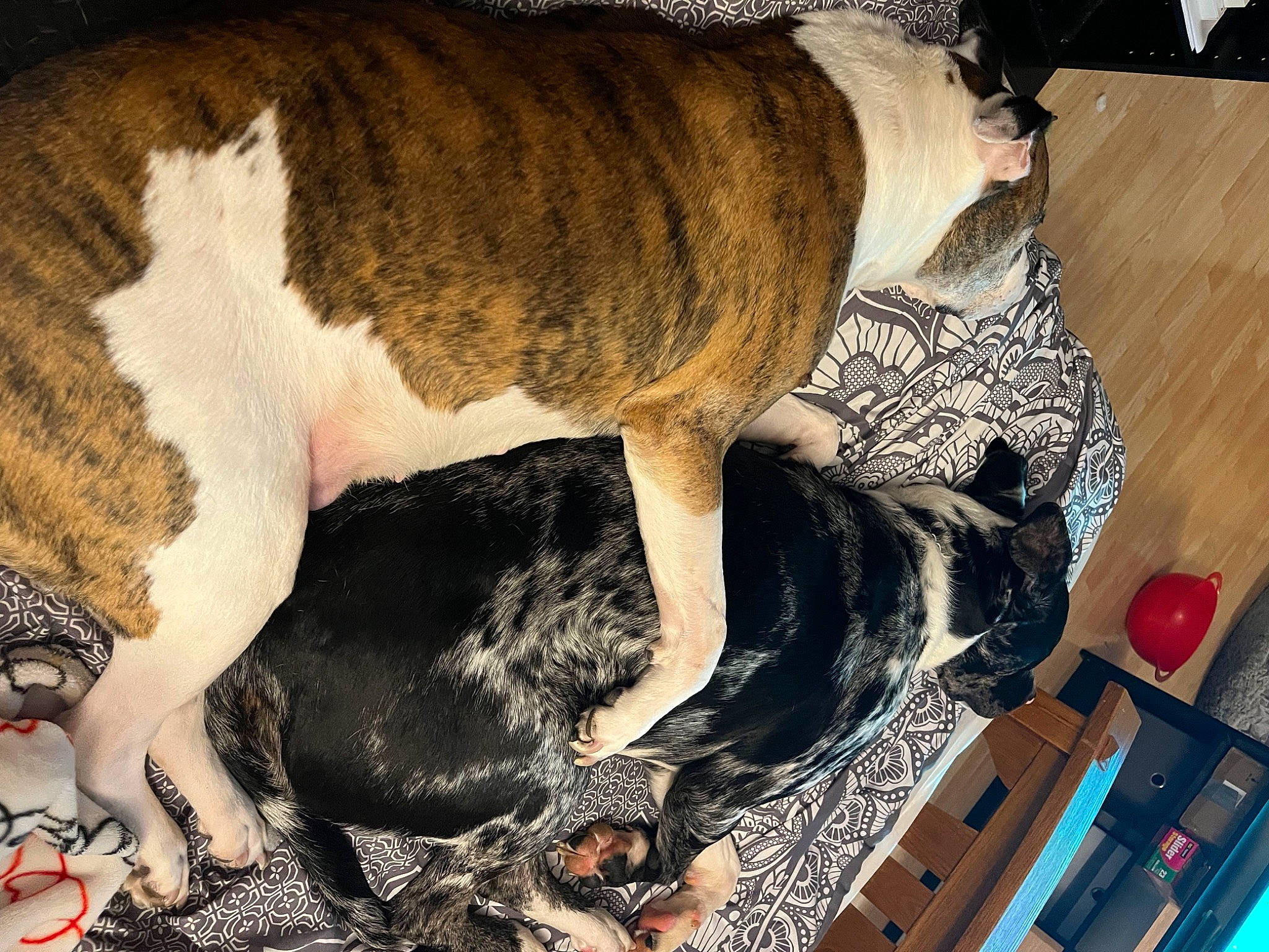 Stitch is registered to the contest to win money with this photo: canidae, carnivore, comfort, companion_dog, dog, dog_breed, dog_supply, fawn, flooring, fur, hardwood, paw, pet_supply, puppy, snout, tail, terrestrial_animal, varnish, working_animal, working_dog