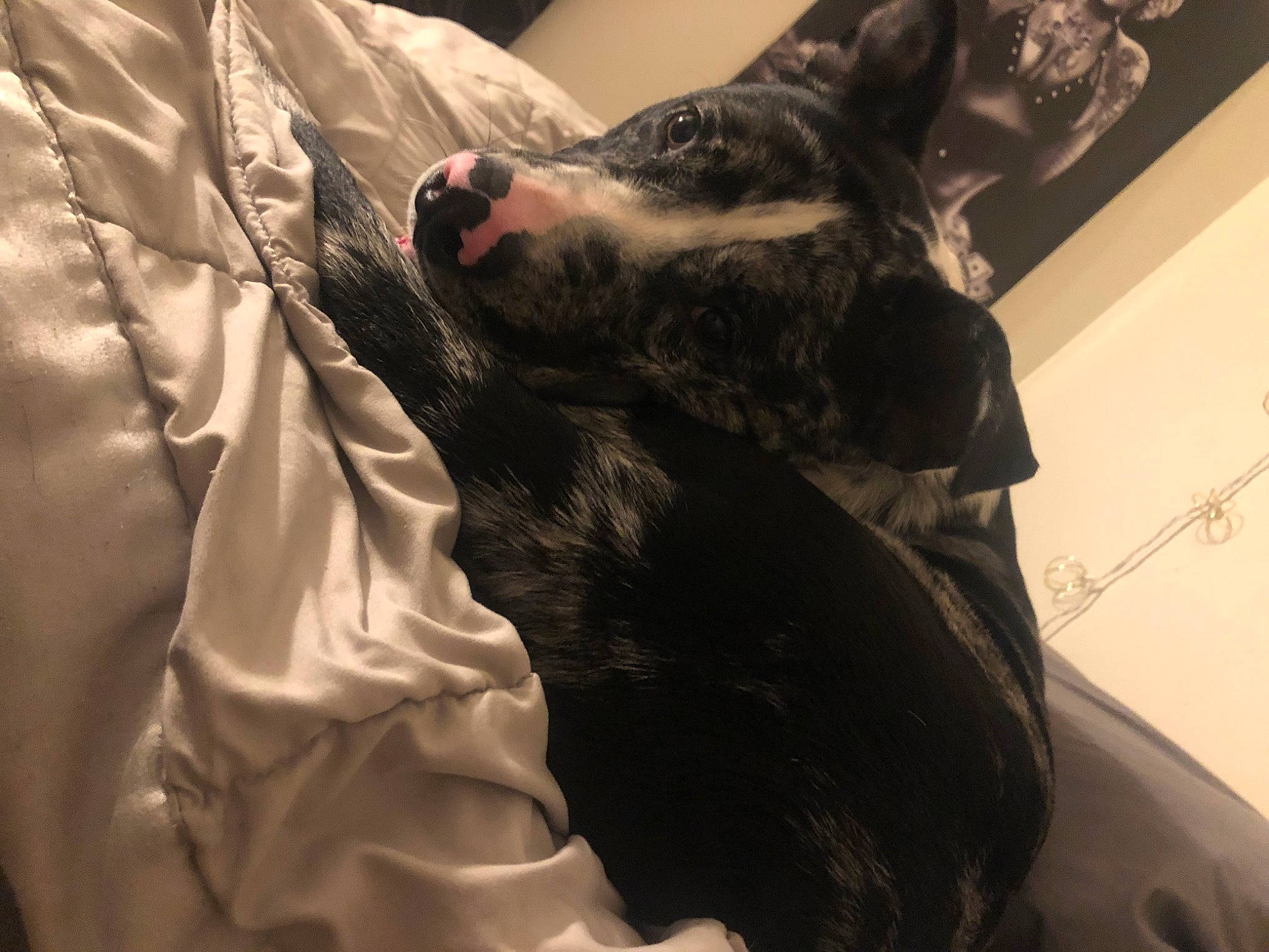 Stitch joined the competition — help win amazing prizes! bed, canidae, carnivore, claw, comfort, companion_dog, dog, dog_breed, elbow, felidae, flesh, fur, gesture, human_leg, linens, sleeve, small_to_medium_sized_cats, sporting_group, wrinkle, wrist