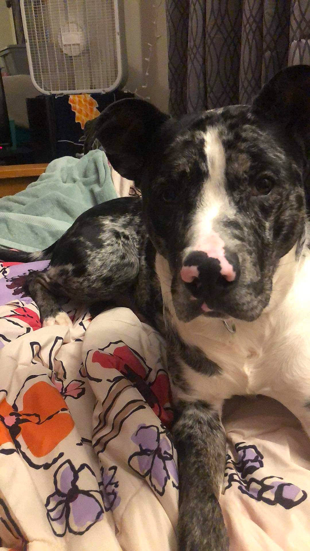 Stitch is registered to the contest to win money with this photo: canidae, carnivore, comfort, companion_dog, dog, dog_breed, foot, fur, linens, non_sporting_group, room, snout, sporting_group, terrestrial_animal, working_animal