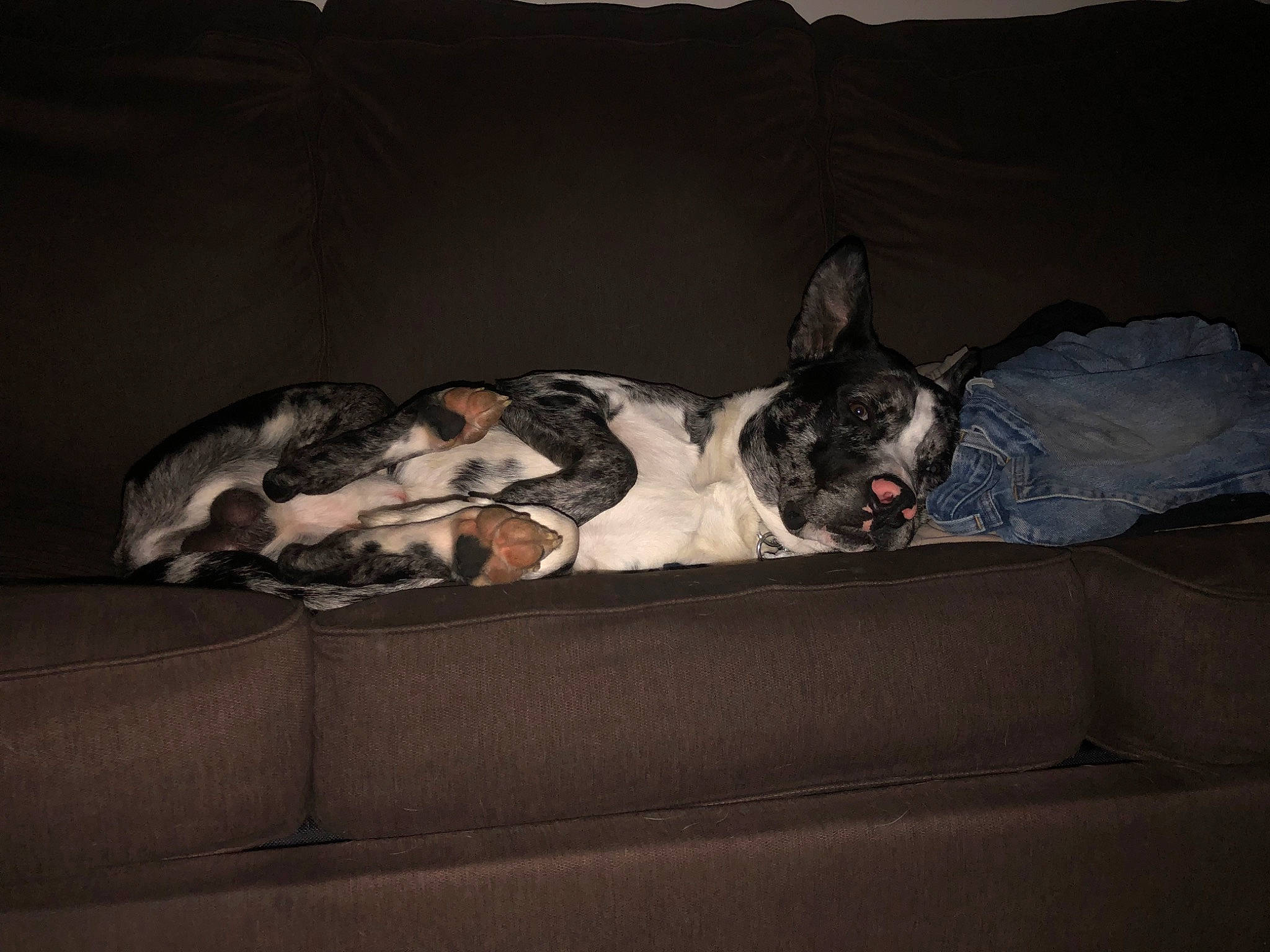 Stitch joined the competition — help win amazing prizes! boston_terrier, canidae, carnivore, comfort, companion_dog, couch, darkness, dog, dog_breed, fawn, fur, grey, guard_dog, linens, nap, snout, sporting_group, toy_dog, whiskers, working_animal