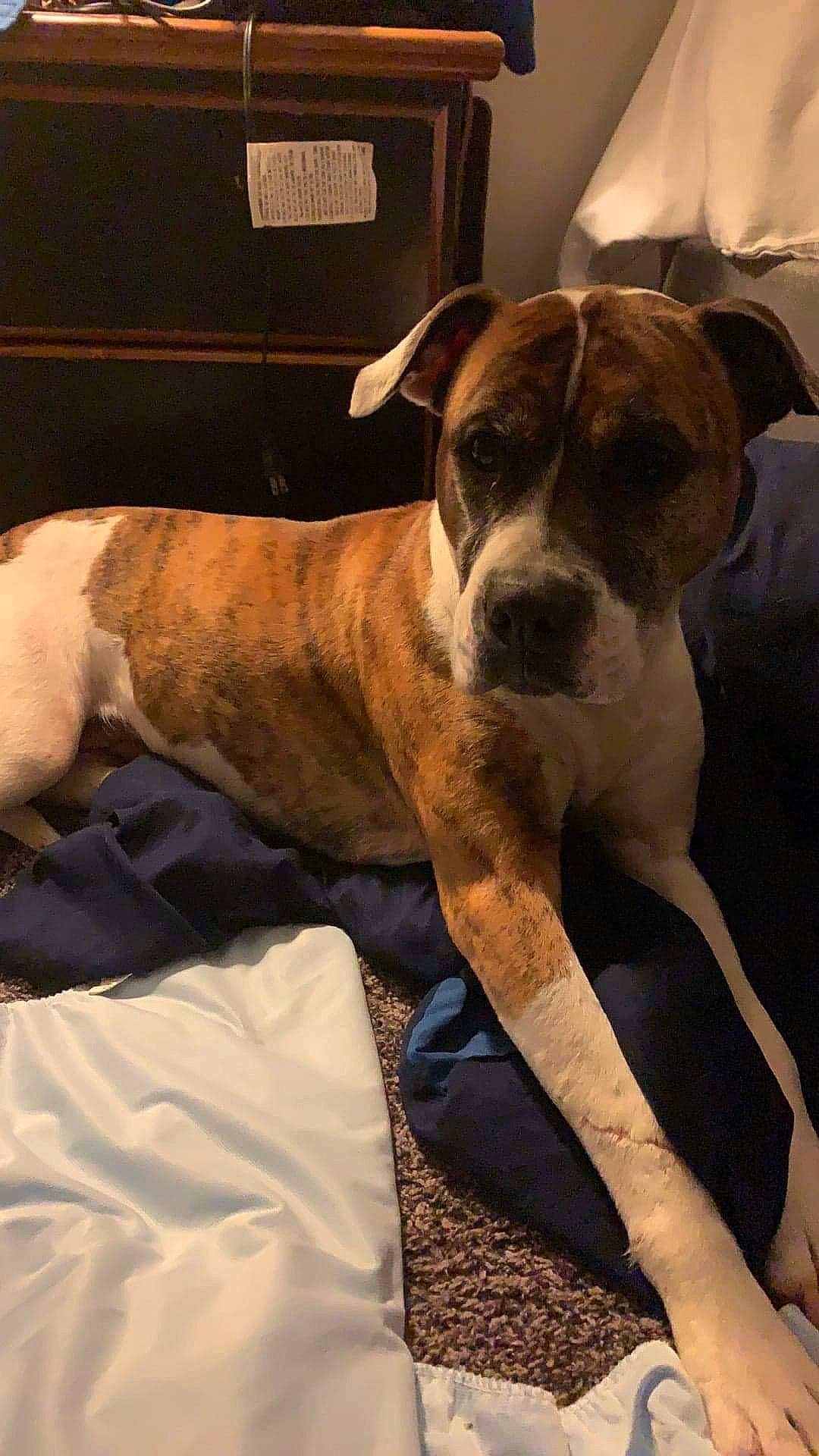 Abbie joined the competition — help win amazing prizes! bored, boxer, carnivore, collar, comfort, companion_dog, dog, dog_breed, dog_collar, fawn, fur, hardwood, non_sporting_group, snout, terrestrial_animal, whiskers, window, wood, working_animal, working_dog