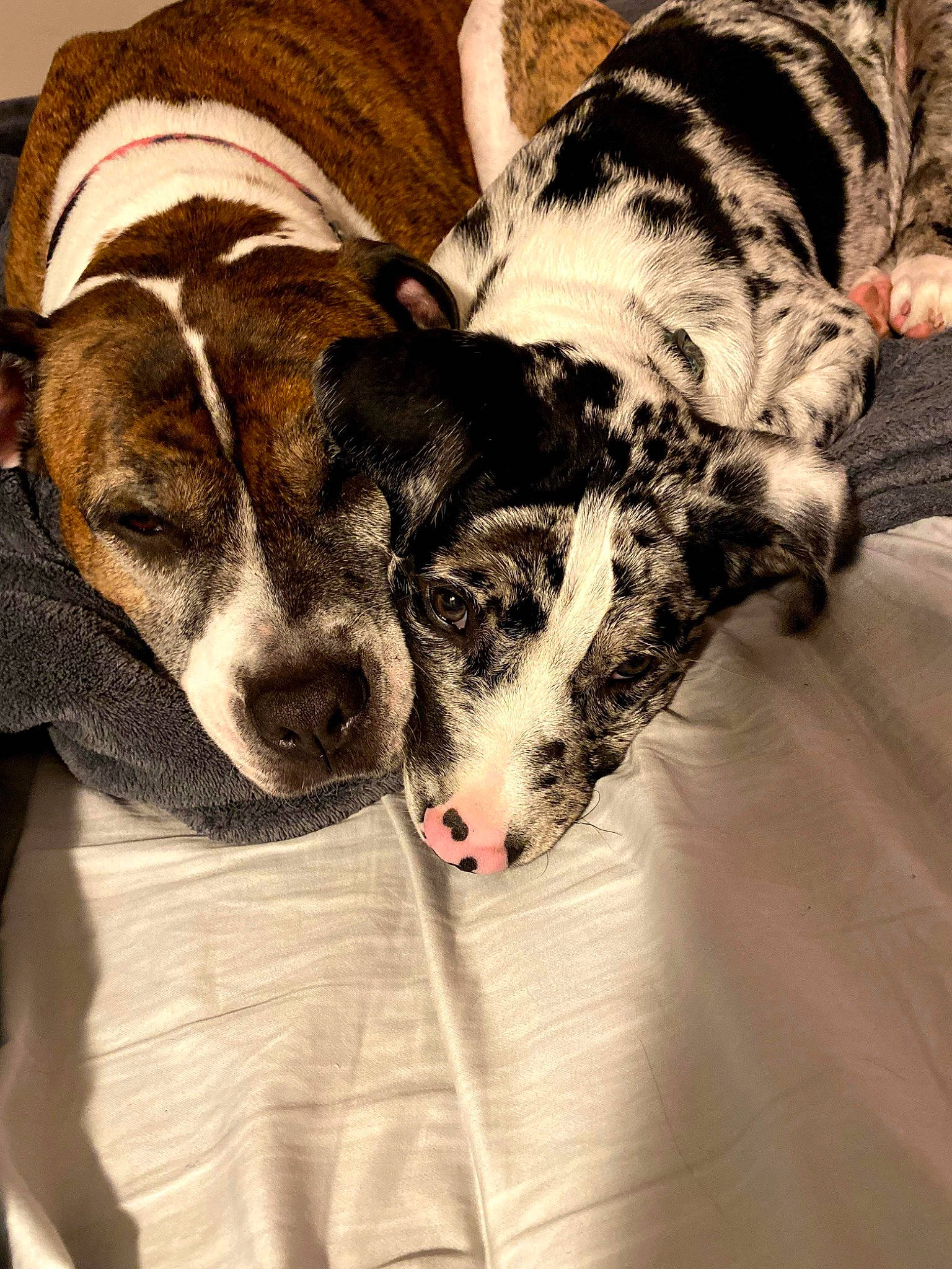 Abbie is registered to the contest to win money with this photo: ancient_dog_breeds, bedtime, carnivore, comfort, companion_dog, dog, dog_breed, fur, guard_dog, linens, mammal, nap, non_sporting_group, paw, puppy_love, snout, sporting_group, whiskers, working_animal, working_dog