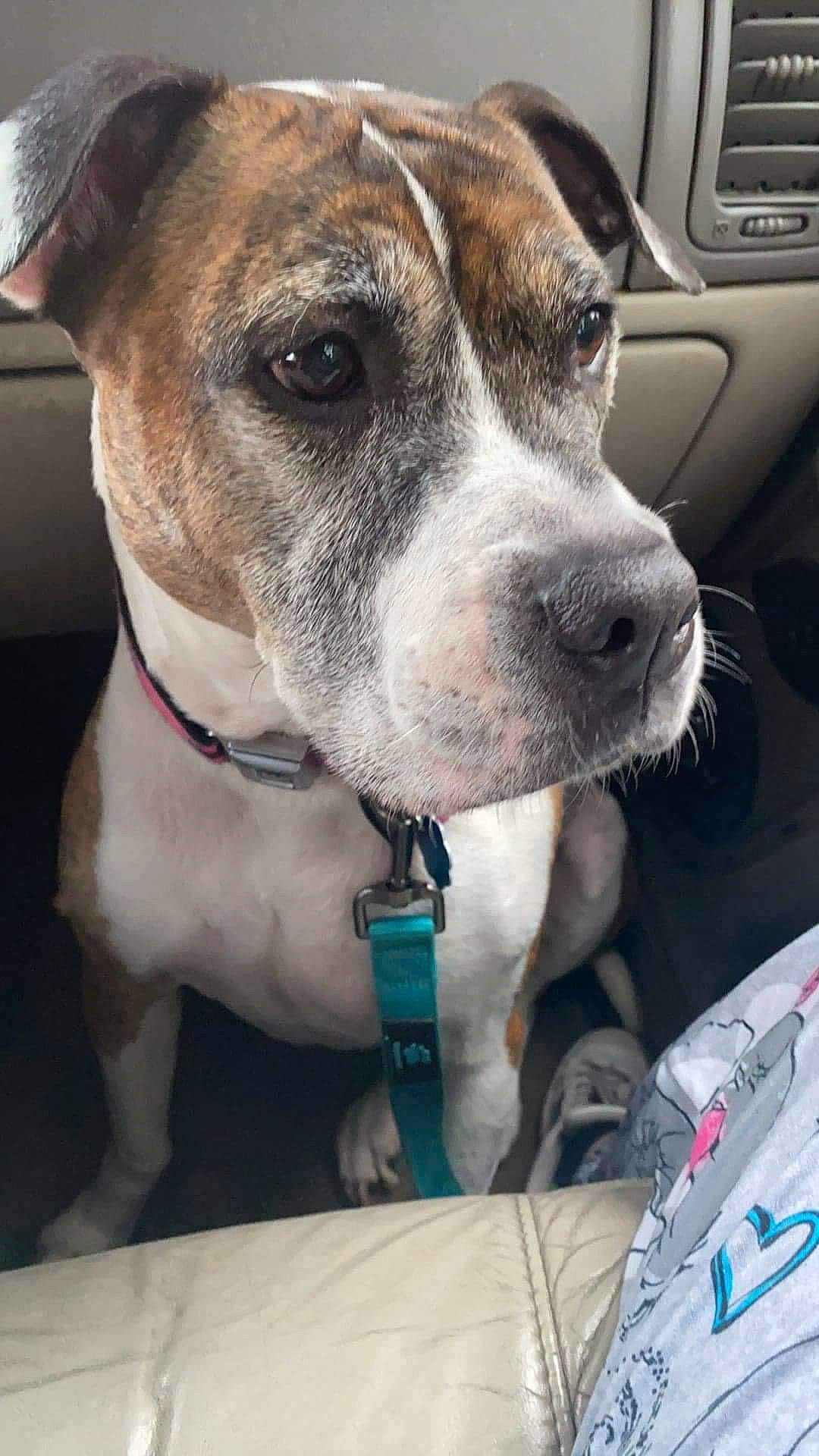 Abbie joined the competition — help win amazing prizes! car, carnivore, collar, companion_dog, dog, dog_breed, dog_collar, fur, giant_dog_breed, guard_dog, leash, metal, pet_supply, photography, vehicle, vehicle_door, whiskers, window, working_animal, working_dog