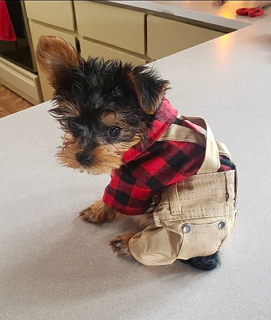 Pistol is registered to the contest to win money with this photo: australian_silky_terrier, biewer_terrier, canidae, carnivore, companion_dog, dog, dog_breed, dog_clothes, mammal, morkie, norwich_terrier, puppy, rare_breed_dog, skin, small_terrier, snout, terrier, toy_dog, yorkipoo, yorkshire_terrier
