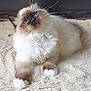 cat, ragdoll, blue_eyes, fluffy, feline, pet, indoor, curious, soft, beige_blanket, whiskers, paws, fur, animal, cute, relaxed, domestic, mammal, portrait, cozy