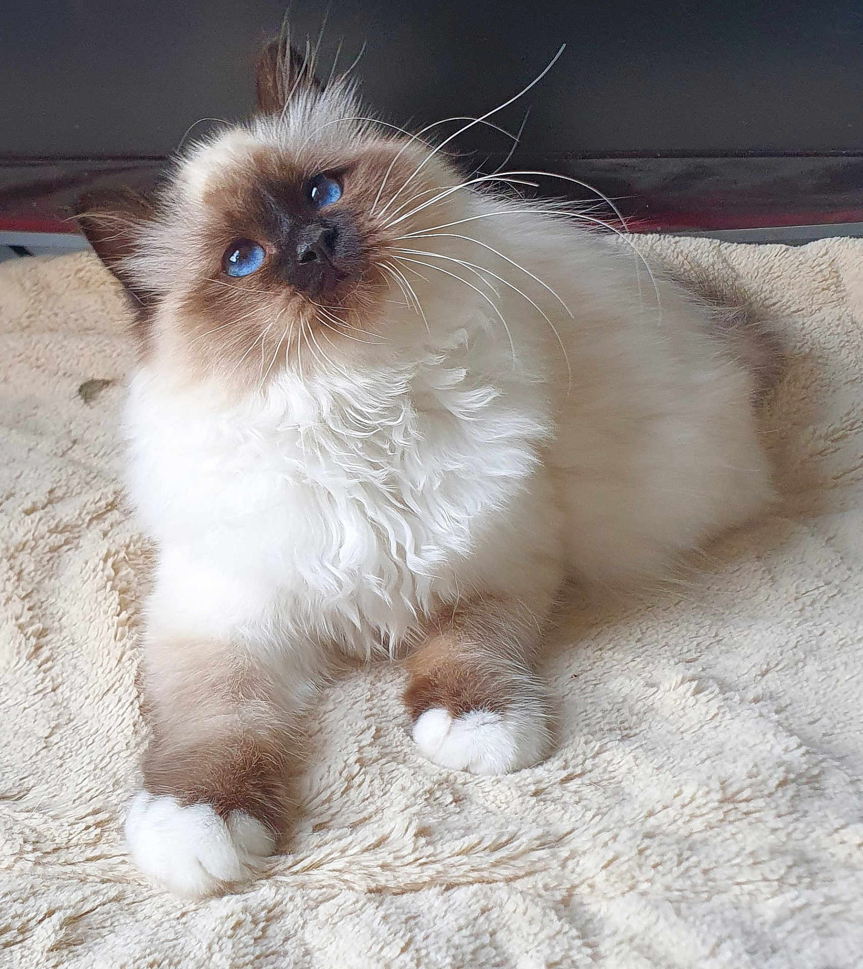 Arizona a rejoint le concours — aidez-le/la à gagner de superbes lots ! cat, ragdoll, blue_eyes, fluffy, feline, pet, indoor, curious, soft, beige_blanket, whiskers, paws, fur, animal, cute, relaxed, domestic, mammal, portrait, cozy
