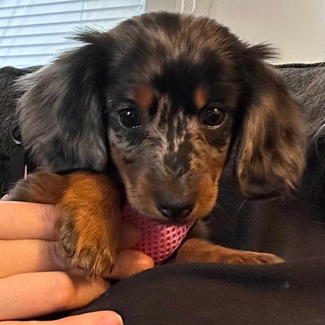 Darcey joined the competition — help win amazing prizes! puppy, dog, dachshund, close_up, pet, indoor, hand, brown, black, fur, cute, animal, young, face, ears, resting, person, holding, window, blinds