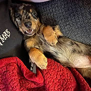 Darcey is registered to the contest to win money with this photo: dog, puppy, lying_down, blanket, red_blanket, tattoo, fur, paw, relaxed, smiling, indoor, couch, fabric, cute, pet, animal, resting, cozy, comfort, home