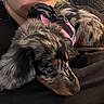 puppy, dog, pet, closeup, pink_harness, fur, black, brown, speckled, cuddle, resting, person, indoor, comfort, animal, cute, face, ears, young, snout