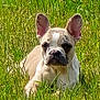 animal, canine, companion, cute, daytime, dog, ears, french_bulldog, fur, grass, greenery, lying_down, mammal, nature, outdoor, pet, portrait, relaxed, snout, sunlight