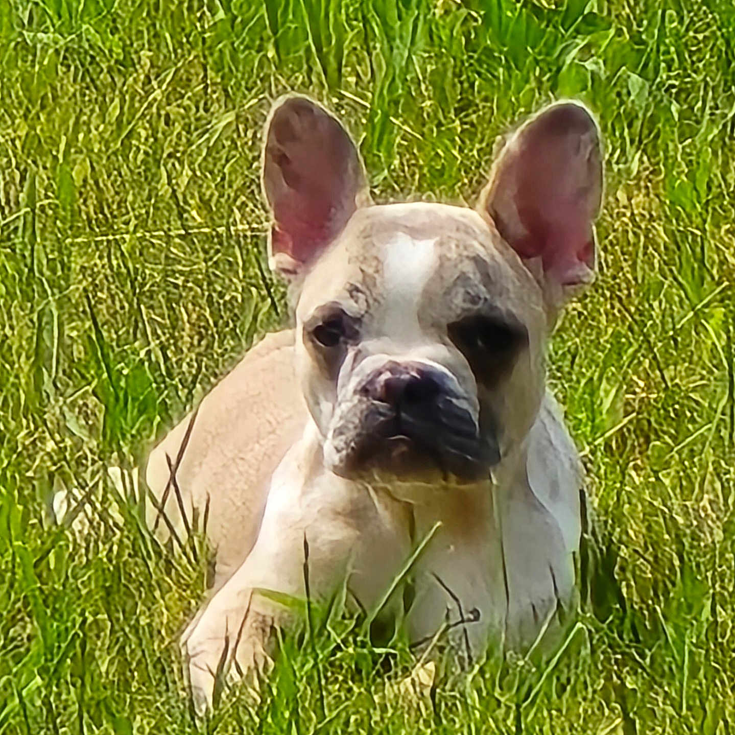 Ivy Jae is registered to the contest to win money with this photo: animal, canine, companion, cute, daytime, dog, ears, french_bulldog, fur, grass, greenery, lying_down, mammal, nature, outdoor, pet, portrait, relaxed, snout, sunlight
