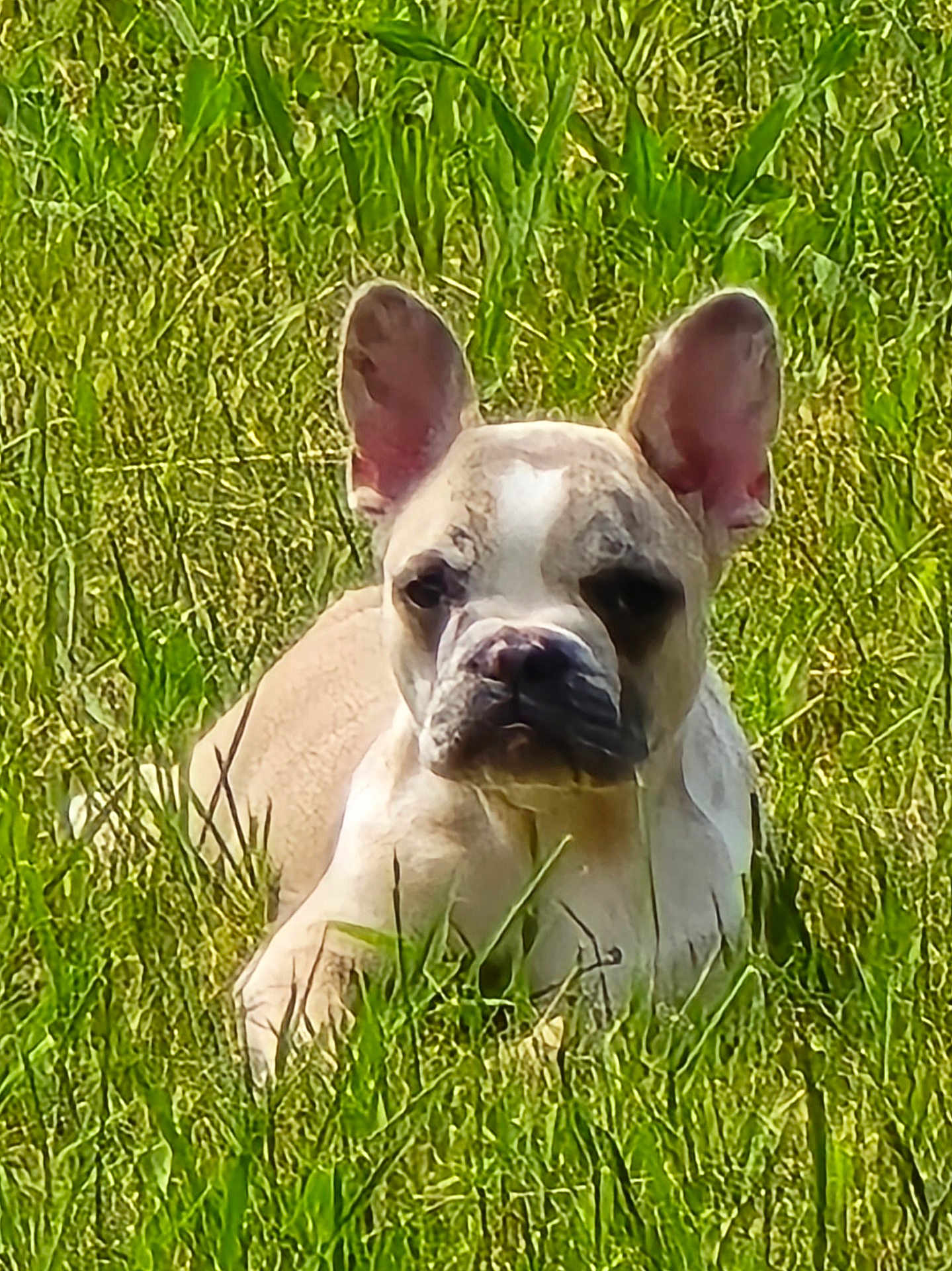 Ivy Jae is registered to the contest to win money with this photo: animal, canine, companion, cute, daytime, dog, ears, french_bulldog, fur, grass, greenery, lying_down, mammal, nature, outdoor, pet, portrait, relaxed, snout, sunlight