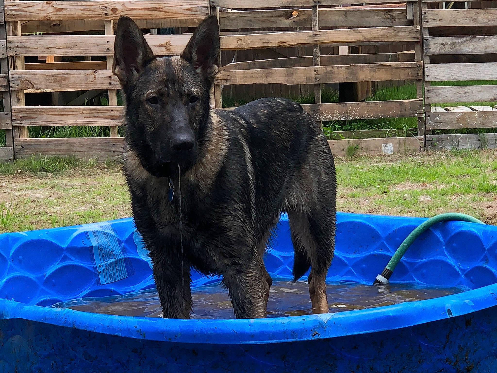 Apache joined the competition — help win amazing prizes! blue, canidae, carnivore, dog, dog_breed, electric_blue, fence, grass, herding_dog, home_fencing, landscape, pet_supply, plant, split_rail_fence, sporting_group, terrestrial_animal, water, working_animal, working_dog