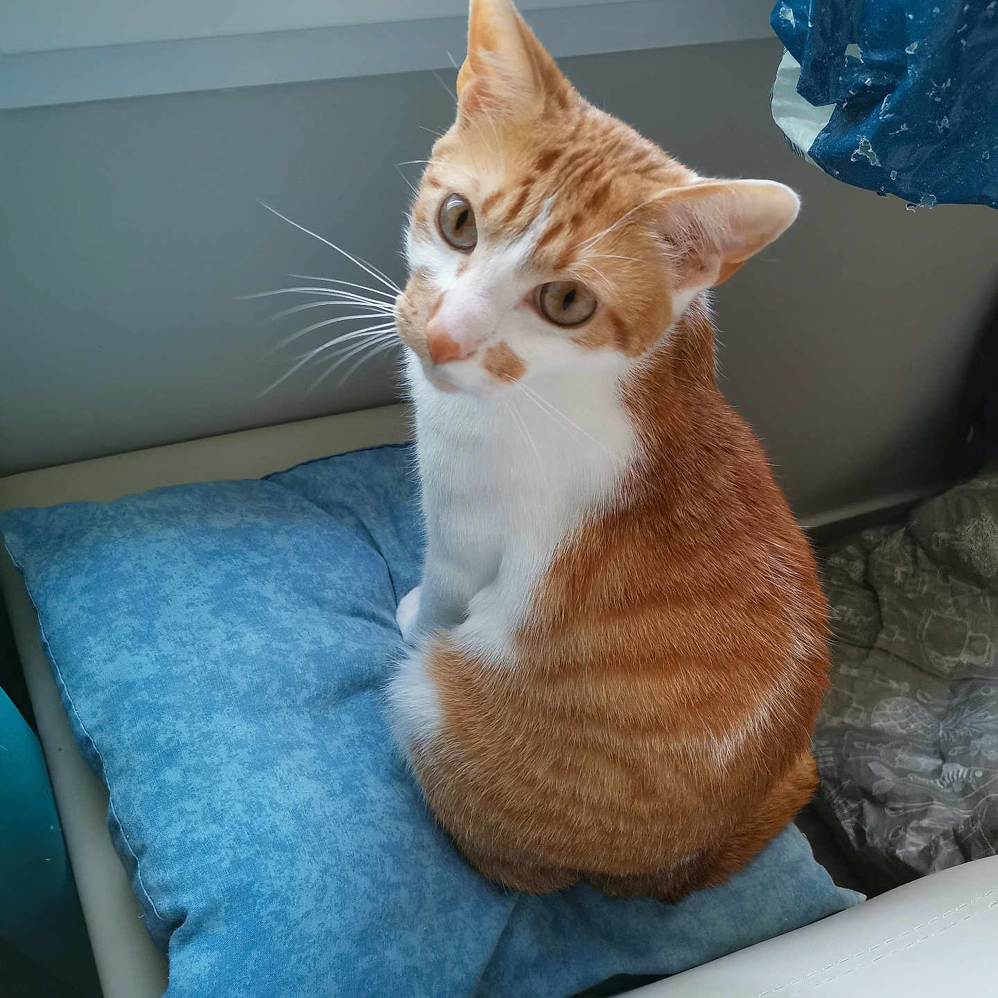 Guimauve a rejoint le concours — aidez-le/la à gagner de superbes lots ! abyssinian, animal, bed, blanket, cat, chair, couch, cushion, den, furniture, hardwood, homedecor, indoors, kitten, manx, pet, pillow, wood