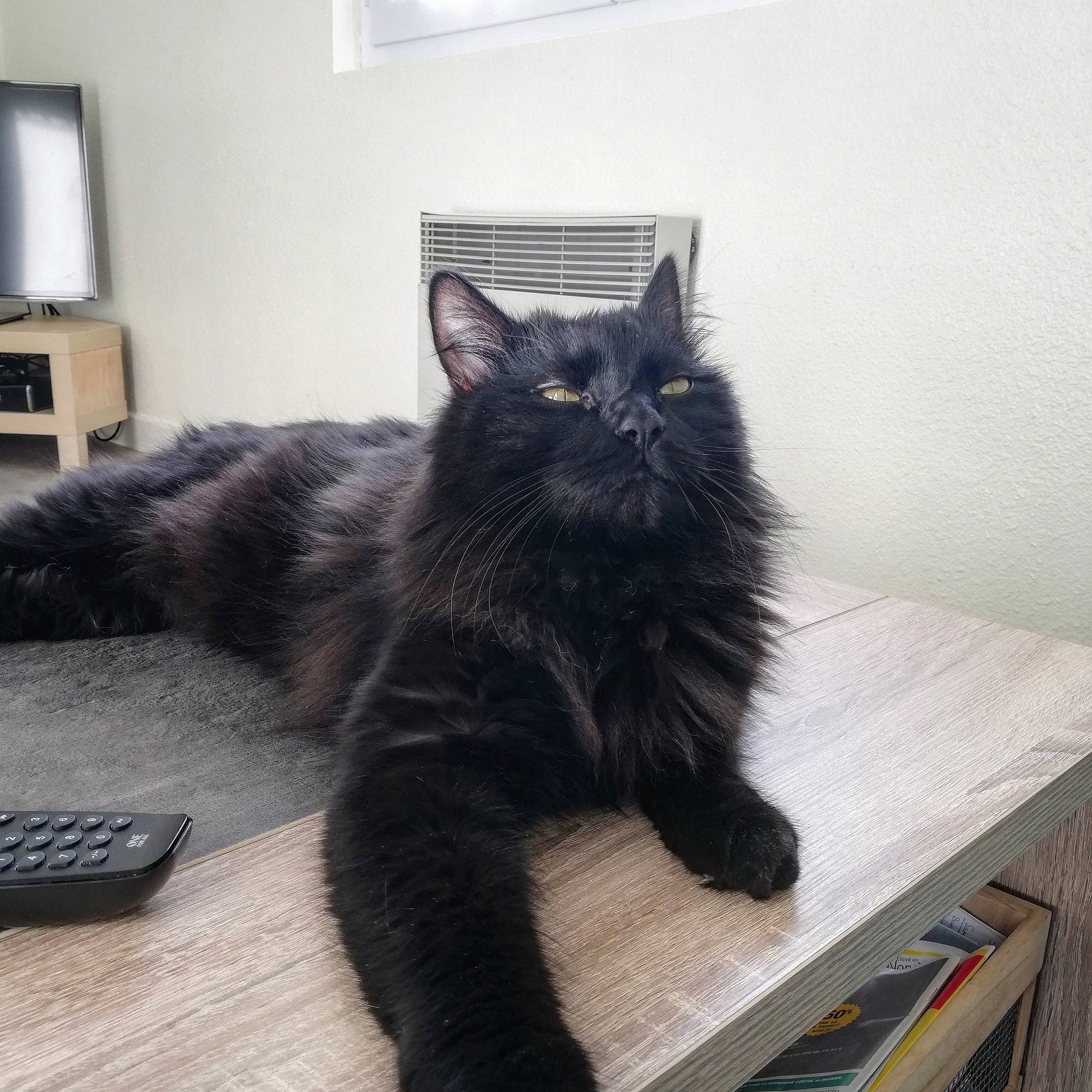 Nitro participe au concours pour gagner de l'argent avec cette photo : black_cat, carnivore, cat, domestic_long_haired_cat, domestic_short_haired_cat, felidae, fur, kitten, maine_coon, mammal, nebelung, norwegian_forest_cat, persian, polydactyl_cat, small_to_medium_sized_cats, tail, whiskers