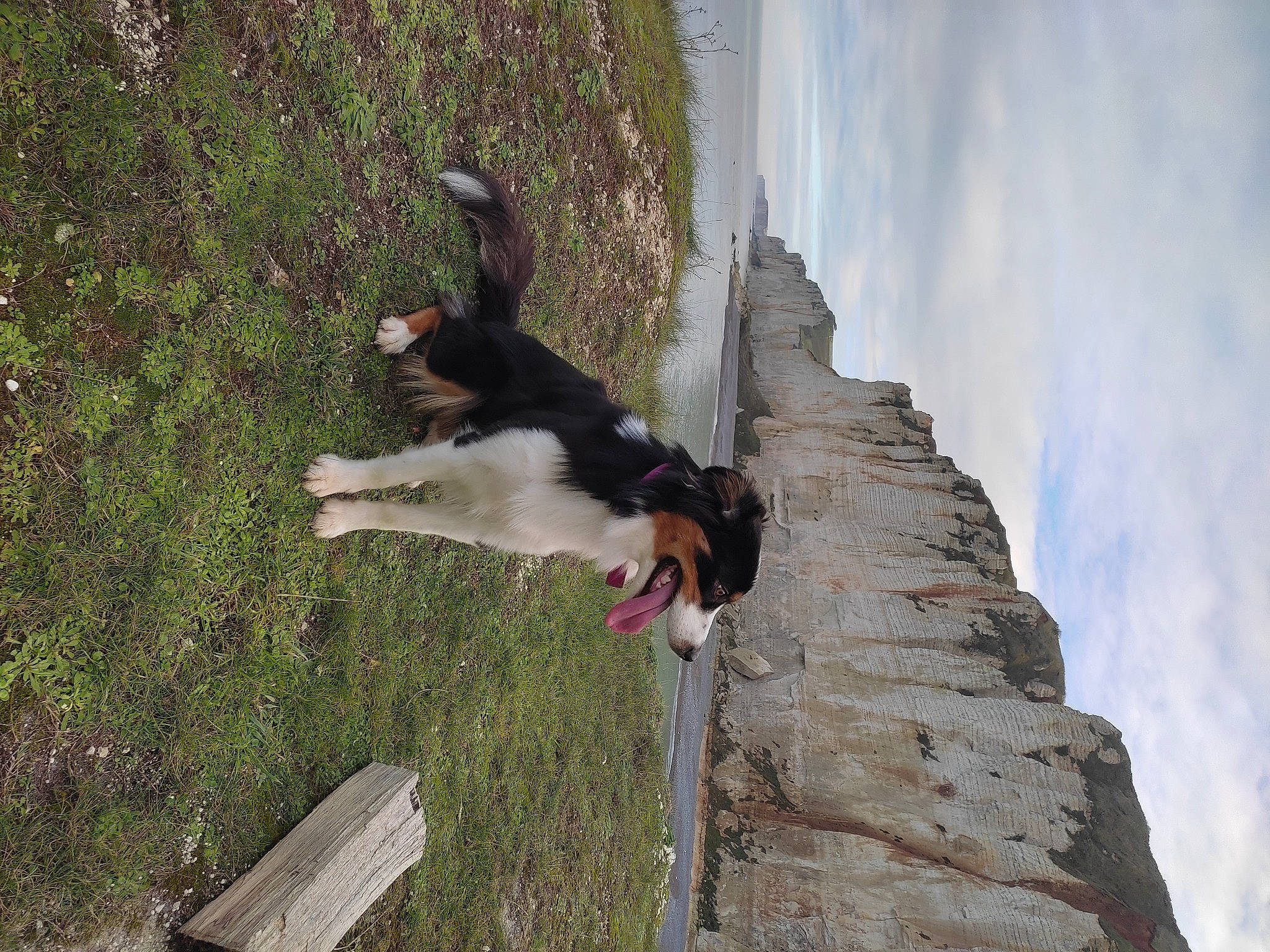 Cléo a rejoint le concours — aidez-le/la à gagner de superbes lots ! border_collie, canidae, carnivore, cloud, companion_dog, dog, dog_breed, grass, plant, recreation, rock, sky, sporting_group, tail, tree, wood, working_dog
