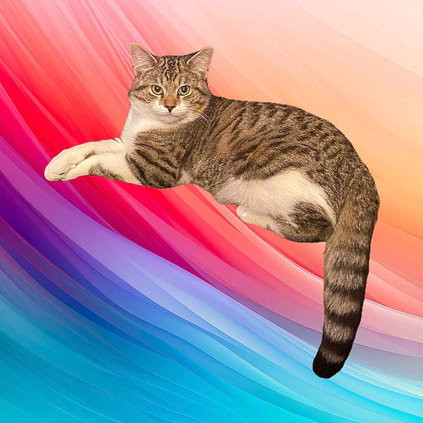 Toby is registered to the contest to win money with this photo: cat, tabby, animal, pet, feline, striped, fur, whiskers, tail, ears, eyes, portrait, colorful_background, abstract, digital_art, vibrant, relaxed, lying_down, indoor, studio