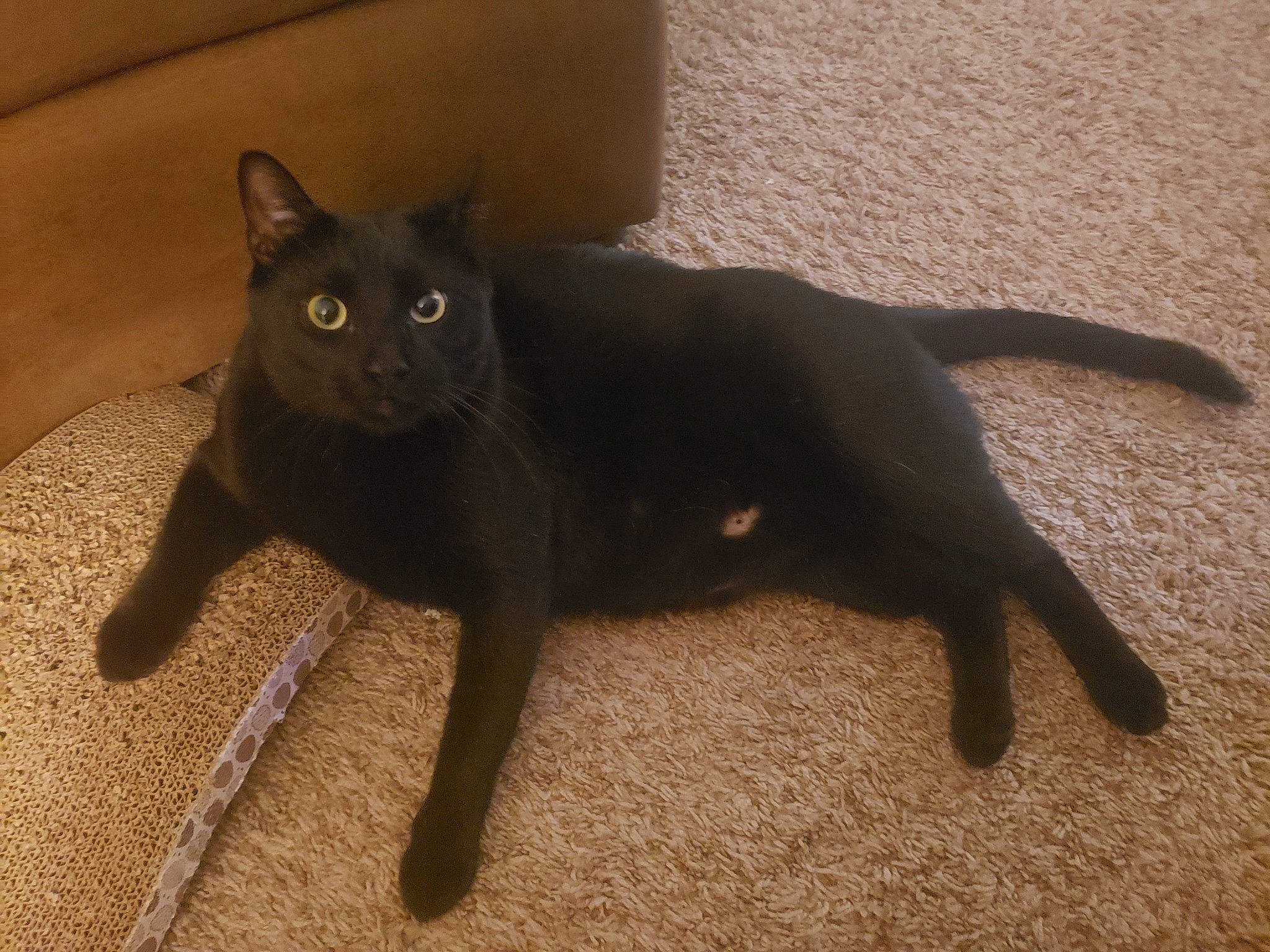 Teggy D Luffy is registered to the contest to win money with this photo: asian, black_cat, bombay, british_shorthair, burmese, carnivore, cat, domestic_short_haired_cat, felidae, floor, havana_brown, korat, mammal, small_to_medium_sized_cats, snout, tail, vertebrate, whiskers