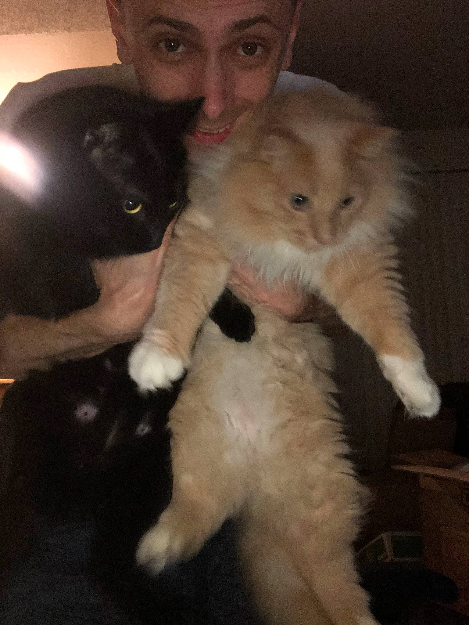 Teggy D Luffy joined the competition — help win amazing prizes! carnivore, cat, domestic_long_haired_cat, fawn, felidae, fur, kitten, mammal, norwegian_forest_cat, persian, small_to_medium_sized_cats, vertebrate, whiskers