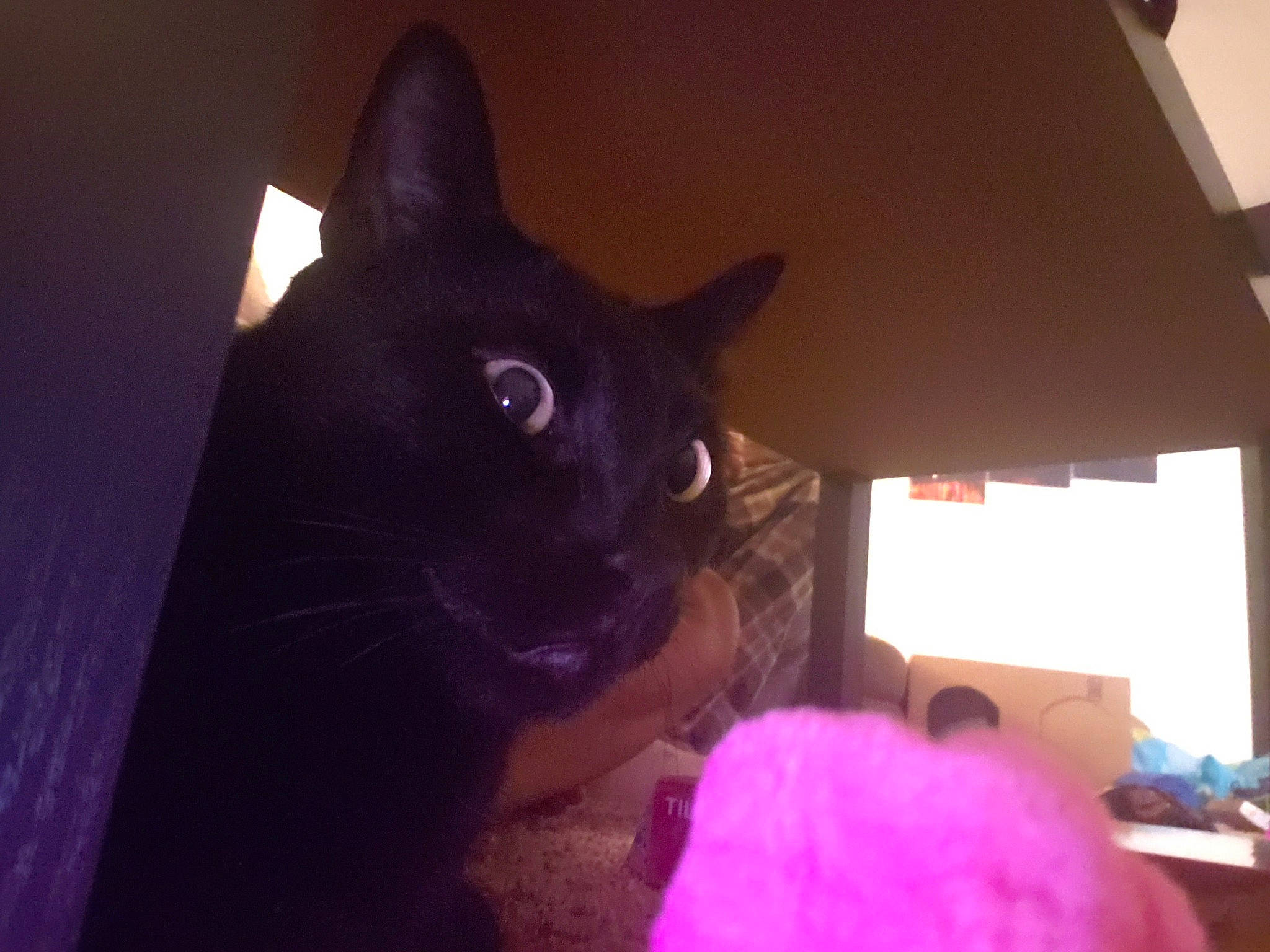 Teggy D Luffy is registered to the contest to win money with this photo: black, black_cat, bombay, burmese, carnivore, cat, ear, eye, felidae, fur, iris, purple, room, sky, small_to_medium_sized_cats, tail, tonkinese, whiskers