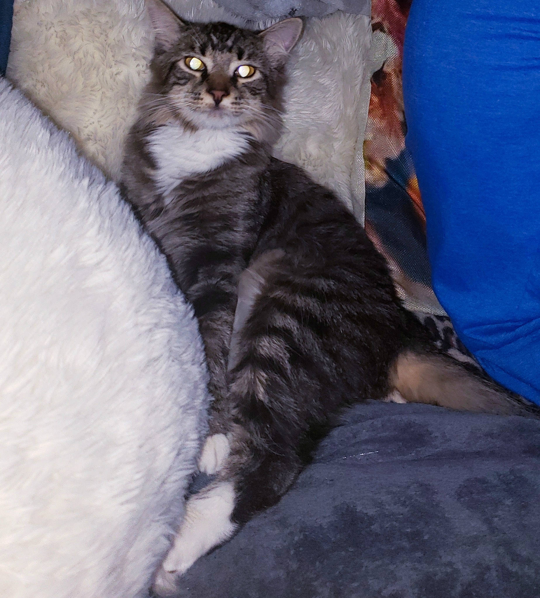 Ichigo joined the competition — help win amazing prizes! american_wirehair, asian, asian_semi_longhair, british_semi_longhair, carnivore, cat, cymric, domestic_long_haired_cat, domestic_short_haired_cat, european_shorthair, felidae, fur, german_rex, kitten, maine_coon, mammal, norwegian_forest_cat, small_to_medium_sized_cats, vertebrate, whiskers