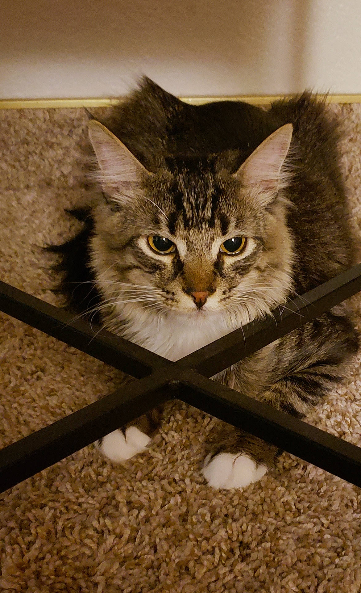 Ichigo joined the competition — help win amazing prizes! asian, carnivore, cat, domestic_short_haired_cat, dragon_li, european_shorthair, fawn, felidae, kitten, maine_coon, mammal, norwegian_forest_cat, ojos_azules, small_to_medium_sized_cats, tabby_cat, whiskers, wild_cat