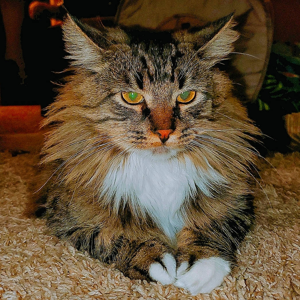 Ichigo is registered to the contest to win money with this photo: asian_semi_longhair, carnivore, cat, domestic_long_haired_cat, european_shorthair, eye, felidae, fur, kitten, maine_coon, mammal, norwegian_forest_cat, siberian, small_to_medium_sized_cats, tabby_cat, whiskers