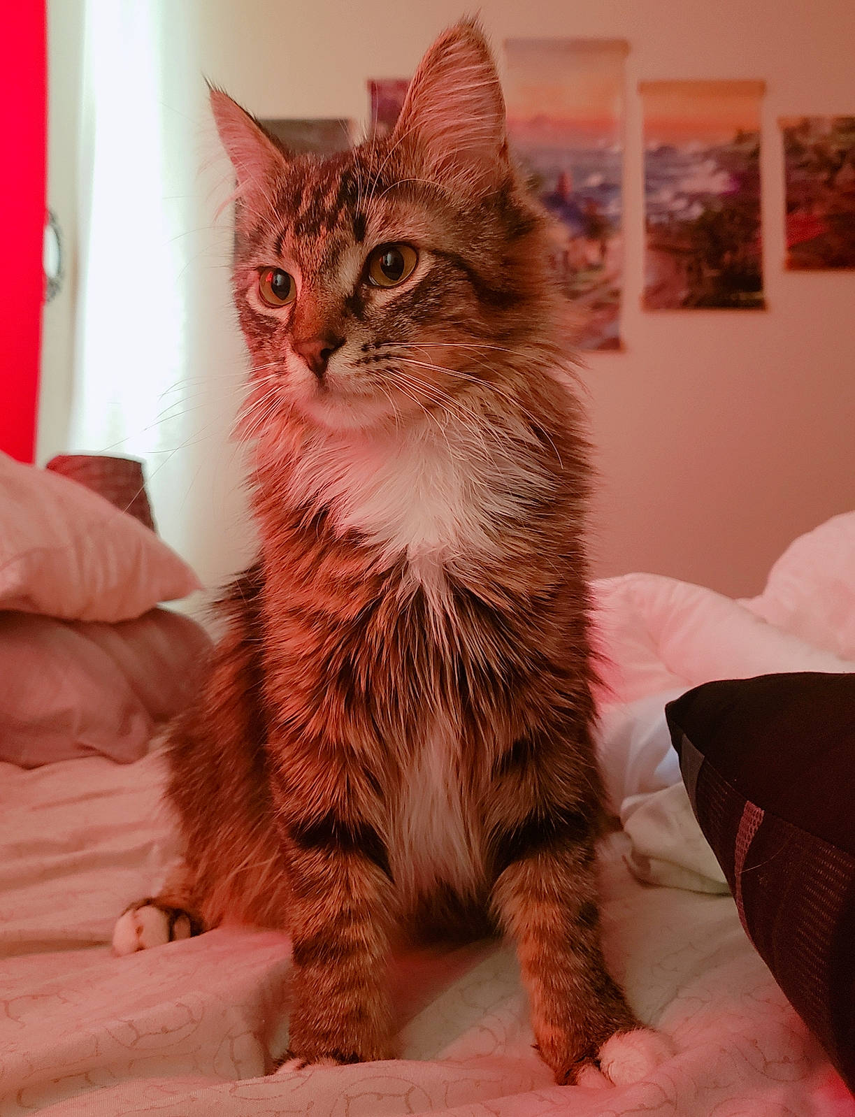 Ichigo is registered to the contest to win money with this photo: american_bobtail, asian, british_semi_longhair, carnivore, cat, domestic_long_haired_cat, domestic_short_haired_cat, european_shorthair, felidae, kitten, kurilian_bobtail, maine_coon, mammal, norwegian_forest_cat, pixie_bob, siberian, small_to_medium_sized_cats, tabby_cat, vertebrate, whiskers