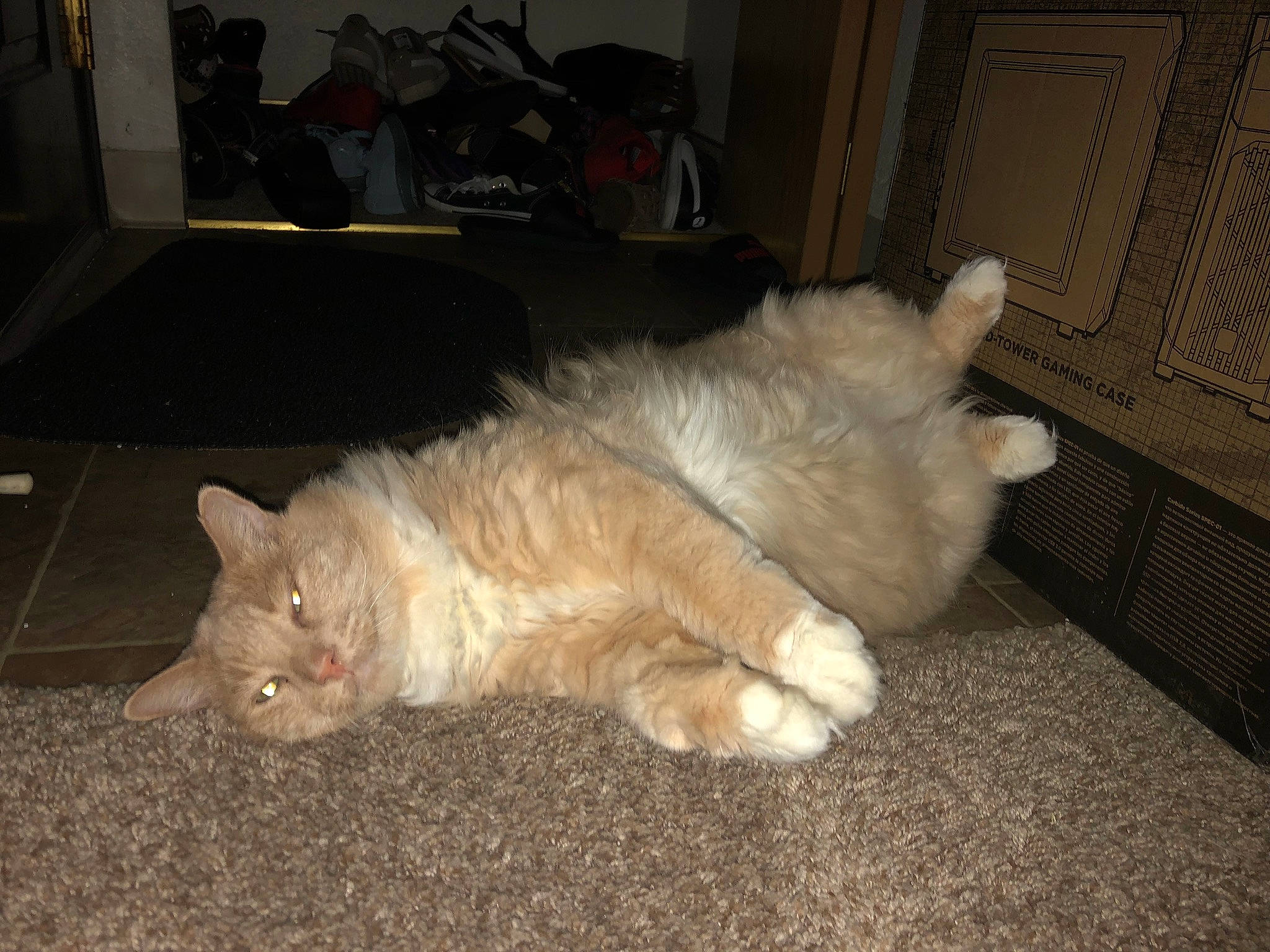 Naruto Fluffball is registered to the contest to win money with this photo: asian_semi_longhair, british_semi_longhair, carnivore, cat, cymric, domestic_long_haired_cat, eye, fawn, felidae, fur, mammal, norwegian_forest_cat, nose, paw, persian, ragamuffin, small_to_medium_sized_cats, tail, turkish_angora, whiskers