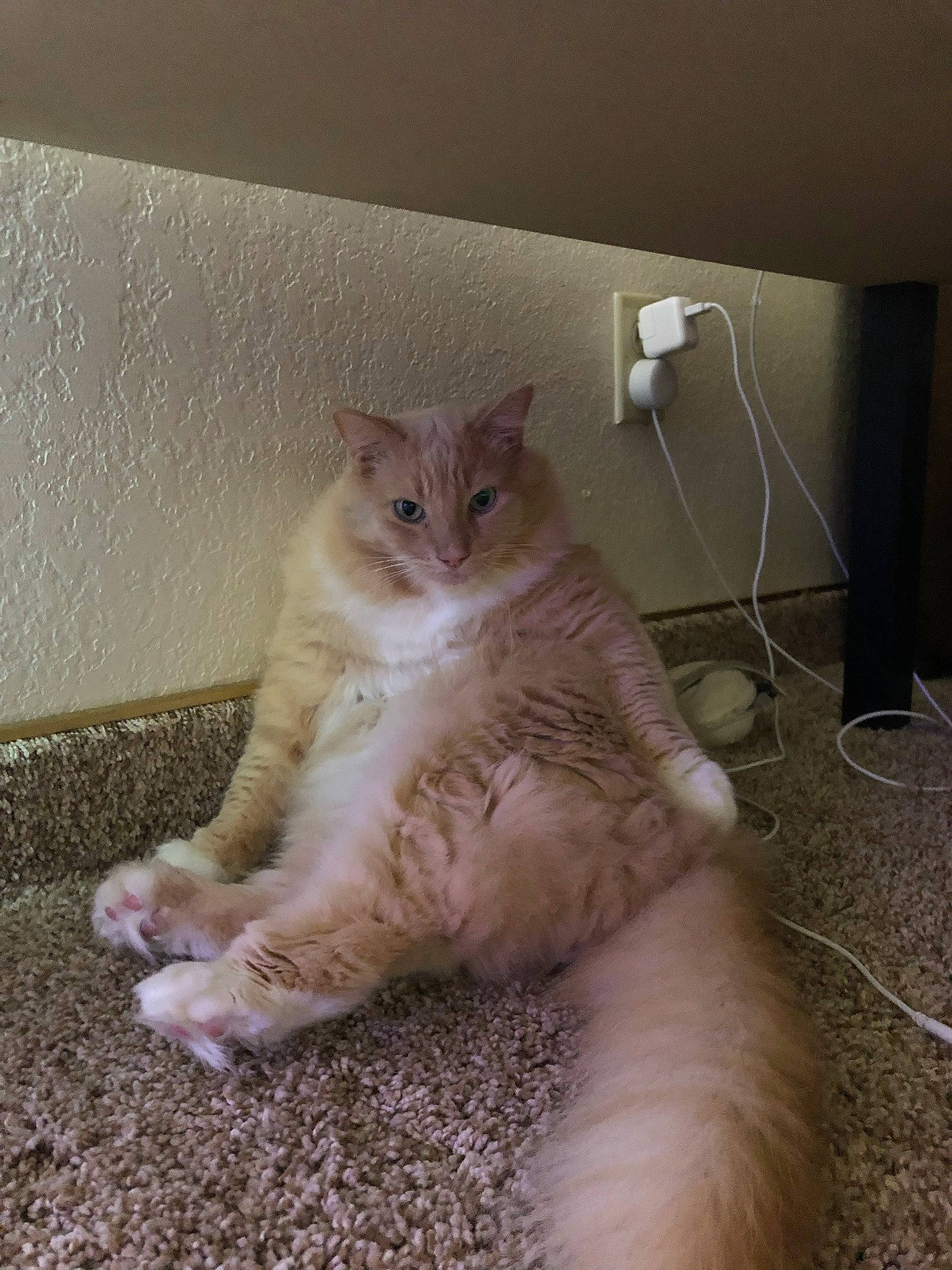 Naruto Fluffball is registered to the contest to win money with this photo: aegean_cat, asian, british_semi_longhair, carnivore, cat, domestic_short_haired_cat, european_shorthair, fawn, felidae, fur, kitten, mammal, ojos_azules, paw, polydactyl_cat, small_to_medium_sized_cats, whiskers