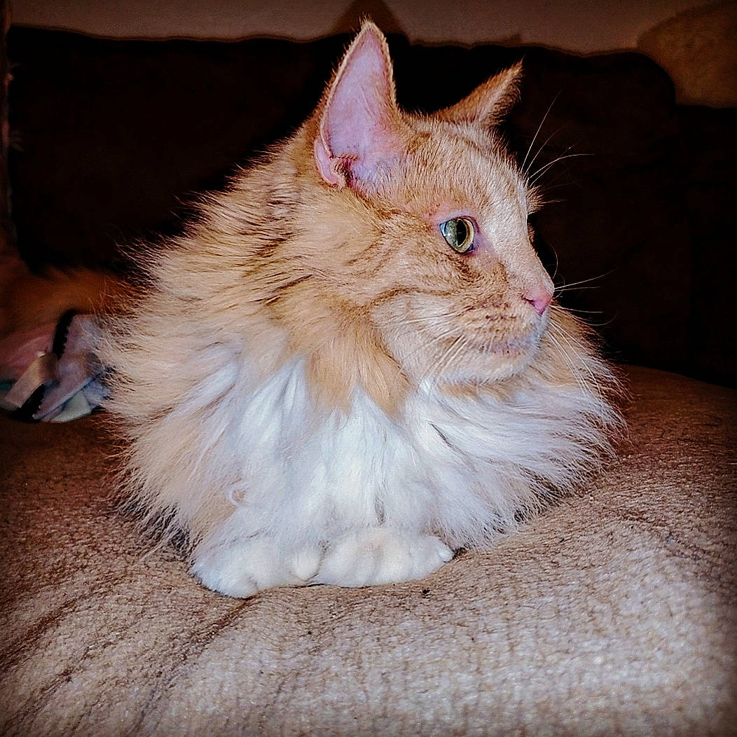 Naruto Fluffball joined the competition — help win amazing prizes! asian_semi_longhair, carnivore, cat, domestic_long_haired_cat, ear, eye, fawn, felidae, fur, laperm, maine_coon, mammal, norwegian_forest_cat, ragamuffin, ragdoll, small_to_medium_sized_cats, turkish_angora, turkish_van, vertebrate, whiskers