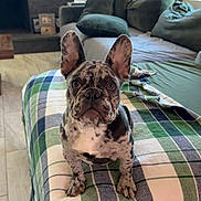 Duke is registered to the contest to win money with this photo: french_bulldog, puppy, dog, merle_coat, plaid_blanket, couch, living_room, fireplace, window, curtains, floor, plant, pillow, furniture, indoors, pet, animal, cute, alert, portrait