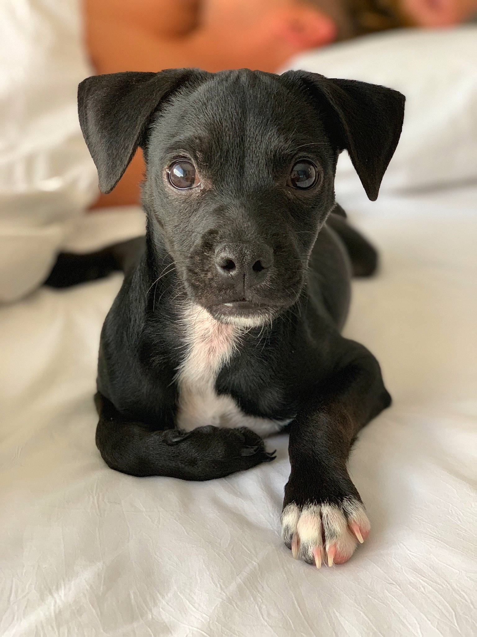 Bonkie joined the competition — help win amazing prizes! american_pit_bull_terrier, american_staffordshire_terrier, beagador, canidae, carnivore, companion_dog, dog, dog_breed, fawn, mammal, non_sporting_group, patterdale_terrier, pit_bull, puppy, rare_breed_dog, snout, sporting_group, staffordshire_bull_terrier, vertebrate, whiskers