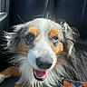 Blu joined the competition — help win amazing prizes! dog, puppy, portrait, close_up, happy, smiling, open_mouth, floppy_ears, long_hair, tricolor, brown_fur, white_fur, black_fur, blue_eyes, collar, car, seated, pet, animal, sunlight