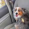 Blu joined the competition — help win amazing prizes! dog, puppy, australian_shepherd, fluffy, long_hair, tricolor, blue_eyes, open_mouth, tongue, smiling, pet, animal, car, car_interior, passenger_seat, seatbelt, vehicle, road_trip, outdoor, portrait