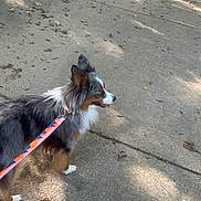 Blu joined the competition — help win amazing prizes! dog, puppy, fluffy, tricolor, black_and_white, brown, outdoor, sidewalk, pavement, leash, harness, walking, standing, profile, pointed_ears, long_hair, fur, tongue, sunlight, leaves