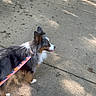 dog, puppy, fluffy, tricolor, black_and_white, brown, outdoor, sidewalk, pavement, leash, harness, walking, standing, profile, pointed_ears, long_hair, fur, tongue, sunlight, leaves