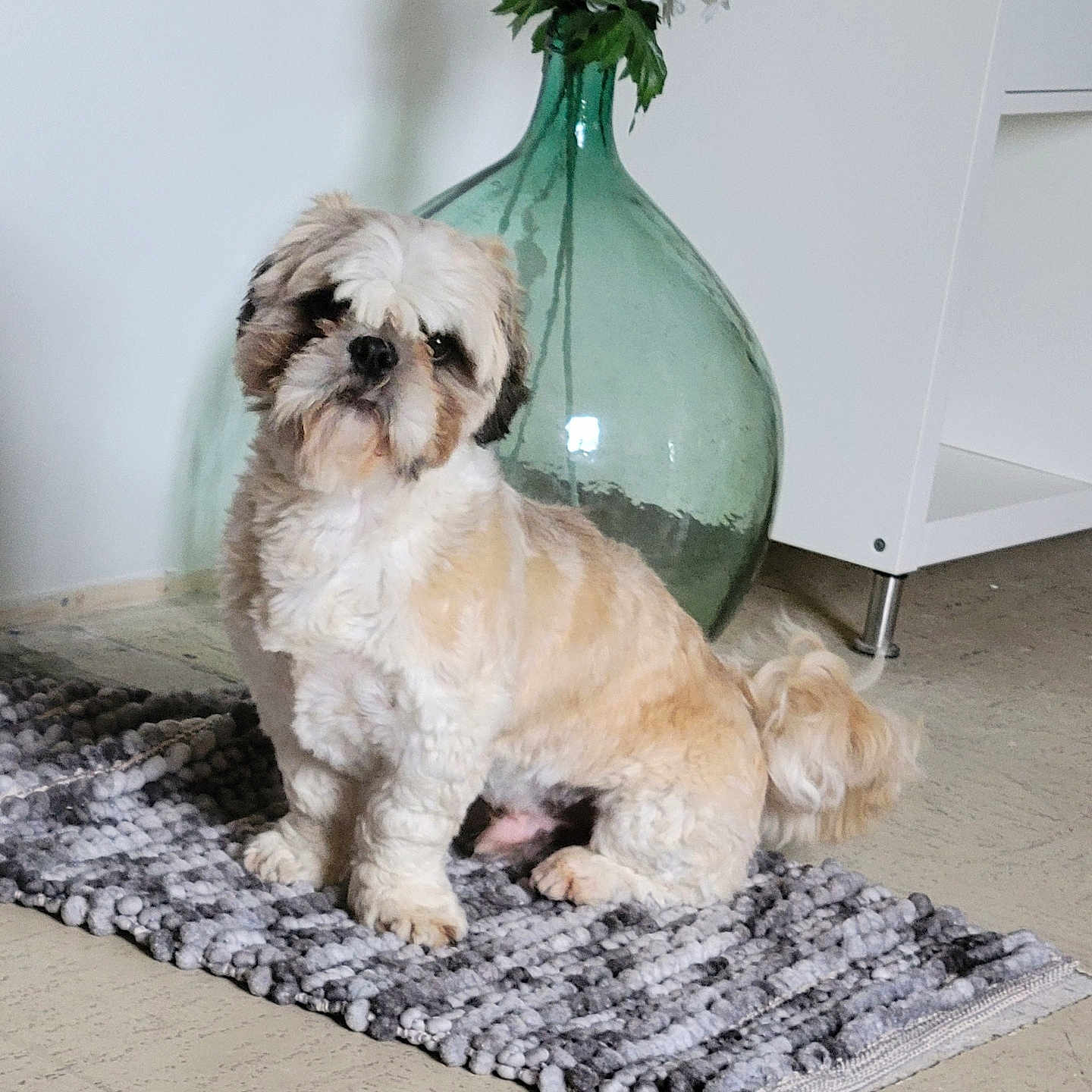 Caramel participe au concours pour gagner de l'argent avec cette photo : affenpinscher, animal, canine, dog, dogbed, flower, flowerarrangement, flowerbouquet, homedecor, ikebana, jar, pet, plant, planter, pottedplant, pottery, puppy, rug, terrier, vase