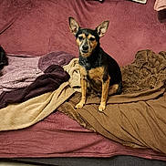 Miko a rejoint le concours — aidez-le/la à gagner de superbes lots ! dog, small_dog, indoor, couch, blanket, pillow, floor, wood_floor, pet, animal, brown, black, sitting, looking, fur, ears, face, cozy, home, relaxing