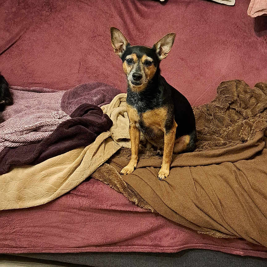 Miko a rejoint le concours — aidez-le/la à gagner de superbes lots ! animal, black, blanket, brown, couch, cozy, dog, ears, face, floor, fur, home, indoor, looking, pet, pillow, relaxing, sitting, small_dog, wood_floor