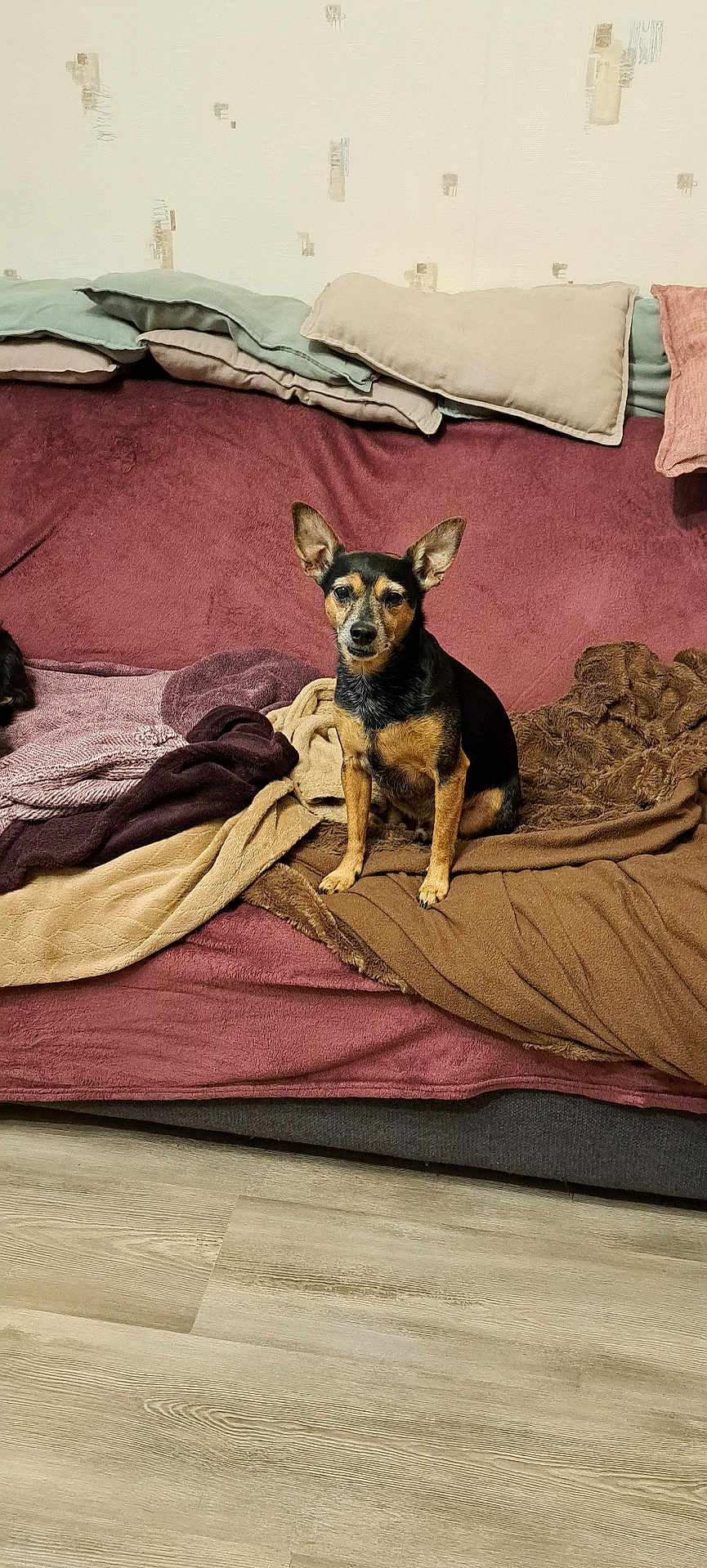 Miko a rejoint le concours — aidez-le/la à gagner de superbes lots ! dog, small_dog, indoor, couch, blanket, pillow, floor, wood_floor, pet, animal, brown, black, sitting, looking, fur, ears, face, cozy, home, relaxing