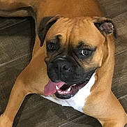 Lilo joined the competition — help win amazing prizes! animal, brown_dog, canine, close_up, companion, cute, dog, domestic_animal, face, floor, friendly, fur, happy, indoor, laying_down, mammal, pet, playful, tongue_out, wooden_floor