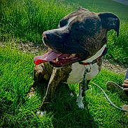 Sherkan a rejoint le concours — aidez-le/la à gagner de superbes lots ! dog, brindle, white_markings, happy, smiling, tongue, sitting, outdoors, grass, field, meadow, hillside, nature, collar, leash, pet, canine, portrait, sunlight, playful