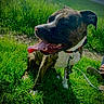 dog, brindle, white_markings, happy, smiling, tongue, sitting, outdoors, grass, field, meadow, hillside, nature, collar, leash, pet, canine, portrait, sunlight, playful