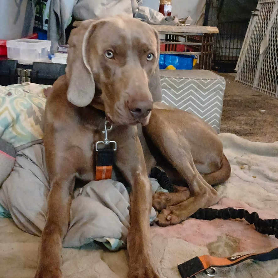 Duke is registered to the contest to win money with this photo: dog, brown_dog, blue_eyes, collar, leash, carpet, blanket, indoor, laundry, clutter, household_items, crate, fabric, resting, pet, animal, floor, furniture, room, domestic