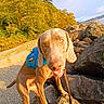 dog, canine, harness, outdoor, rocks, path, trees, nature, sunlight, animal, pet, brown_dog, closeup, leash, summer, daylight, scenery, forest, walking, adventure
