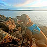 Duke joined the competition — help win amazing prizes! dog, service_dog, vest, rocks, water, lake, sunset, outdoor, nature, animal, pet, leash, calm, serene, brown_dog, side_view, sky, clouds, sunlight, landscape