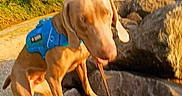 Duke is registered to the contest to win money with this photo: animal, blue_harness, blur, canine, daytime, dog, landscape, leash, motion, nature, outdoor, path, pet, rocks, scenery, summer, sunlight, trees, walking, water